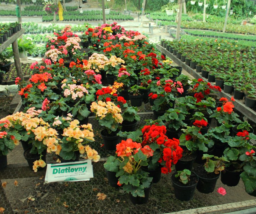 Diatiovny jardines (4)